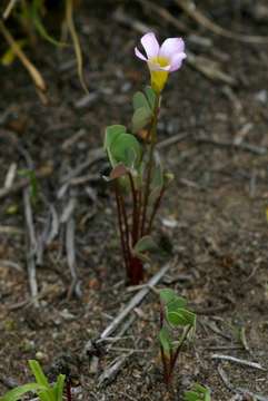 Image of Oblique-leaf sorrel