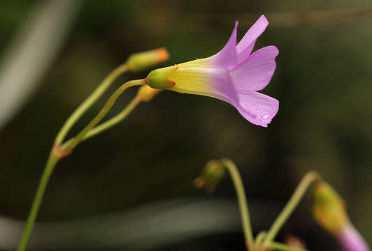 Imagem de Oxalis semiloba Sond.