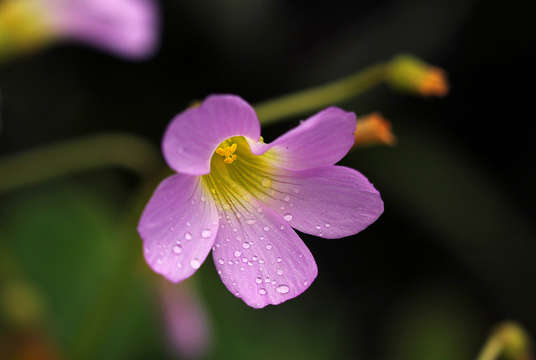 Imagem de Oxalis semiloba Sond.