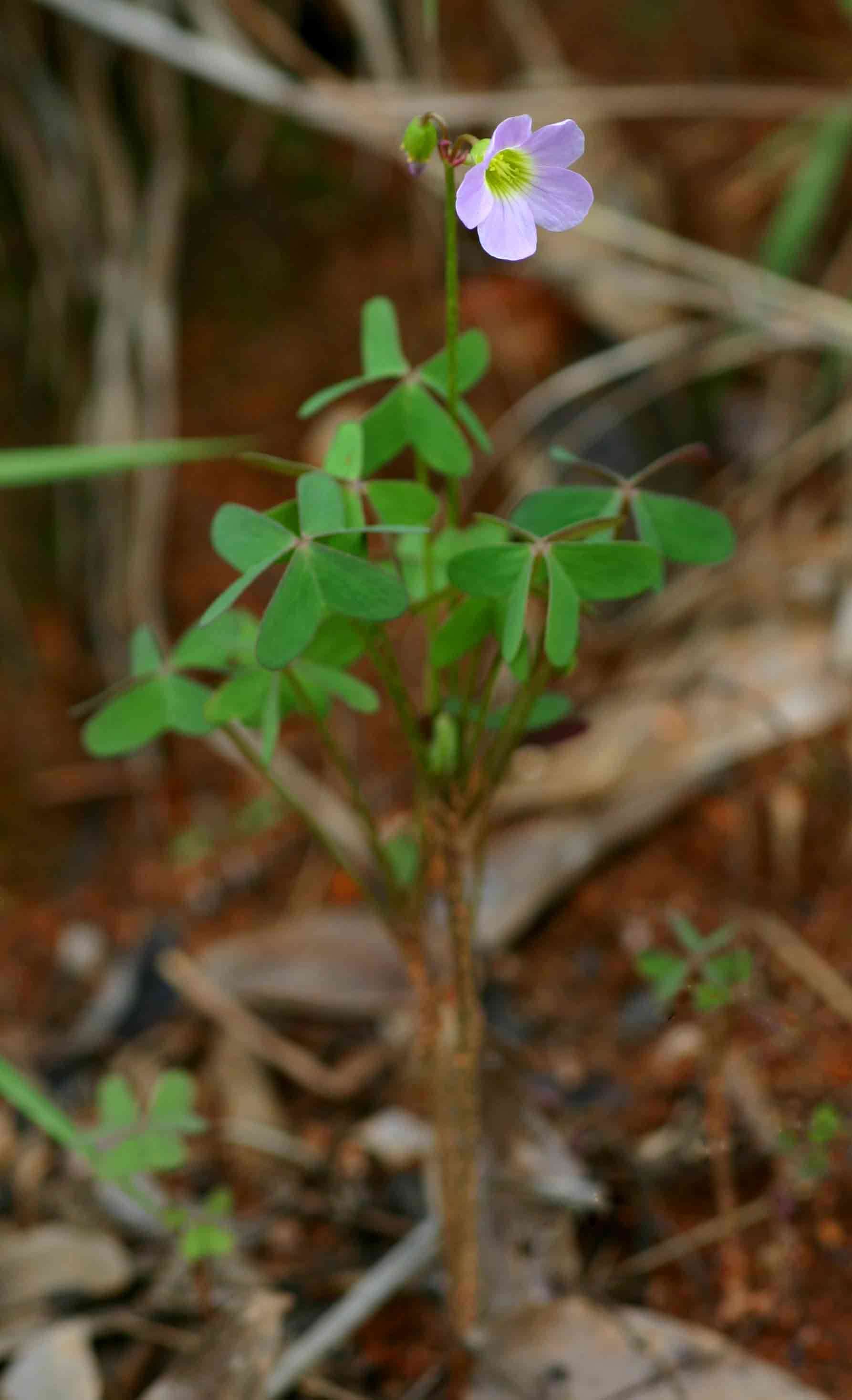 Imagem de Oxalis semiloba Sond.