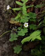 Imagem de Oxalis semiloba Sond.