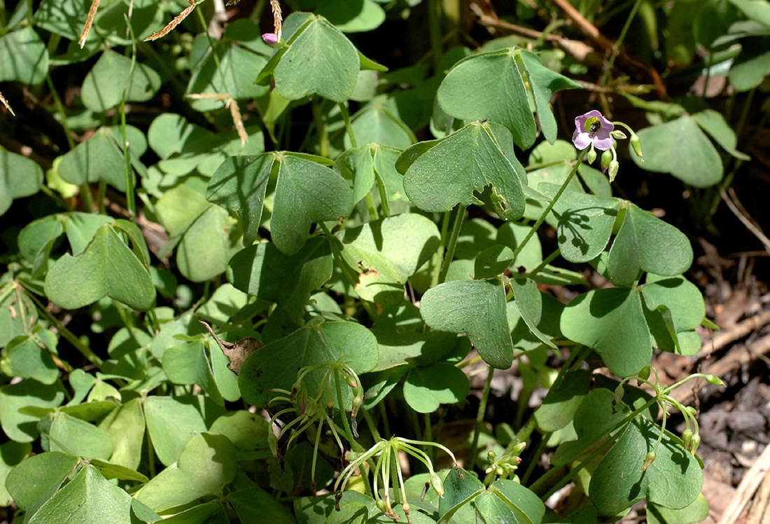 Imagem de Oxalis semiloba Sond.