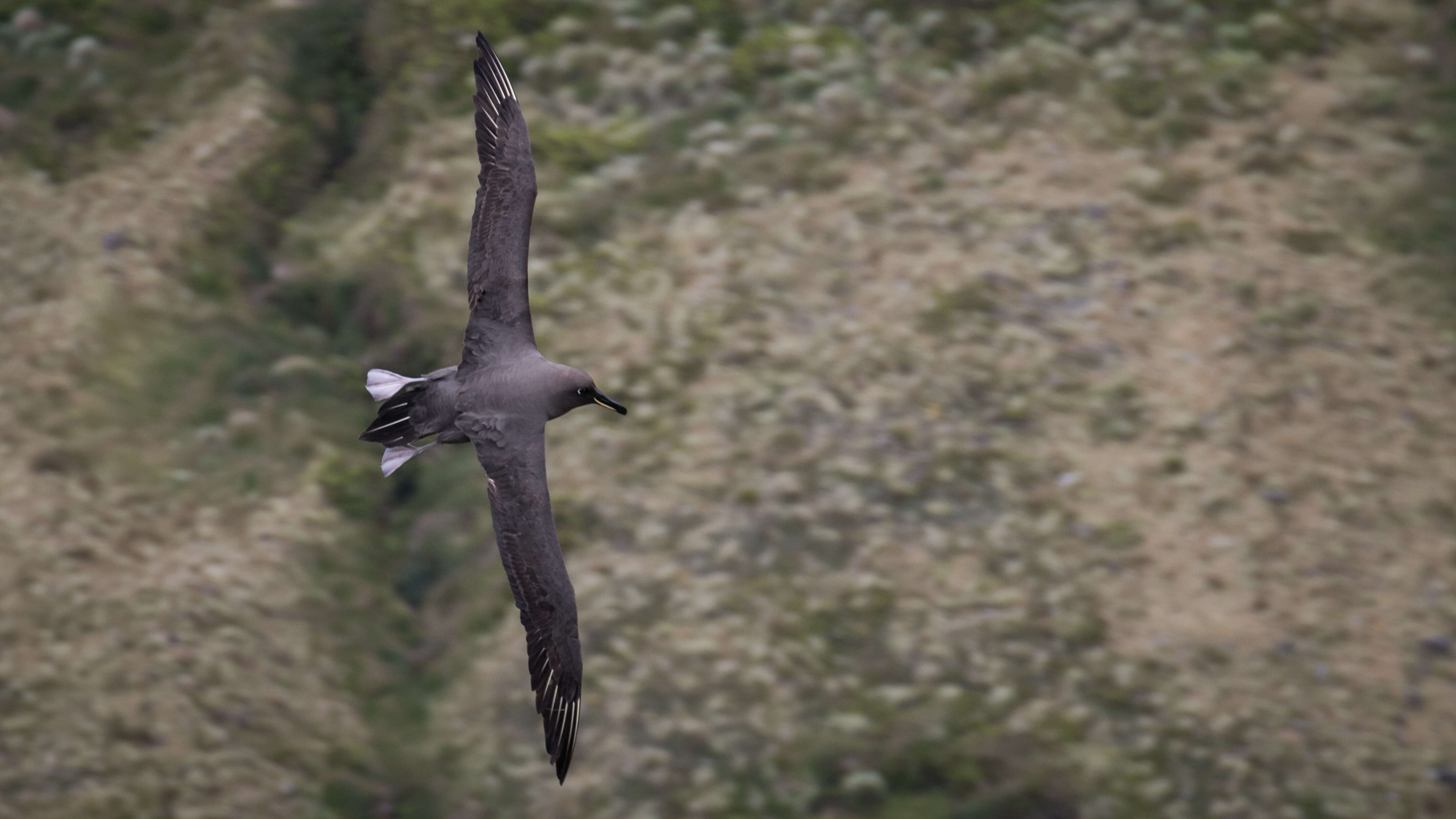 Image of Dark-mantled Sooty Albatross