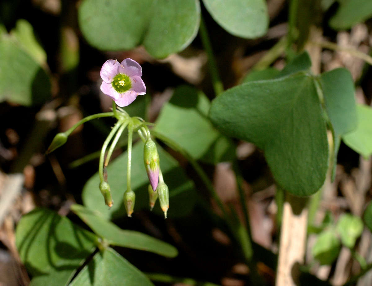 Imagem de Oxalis semiloba Sond.