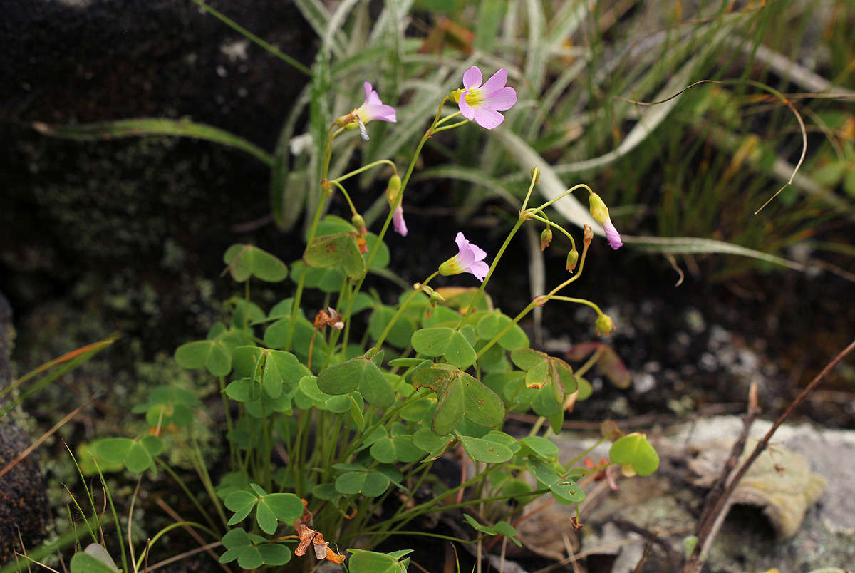 Imagem de Oxalis semiloba Sond.