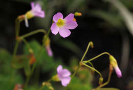 Imagem de Oxalis semiloba Sond.