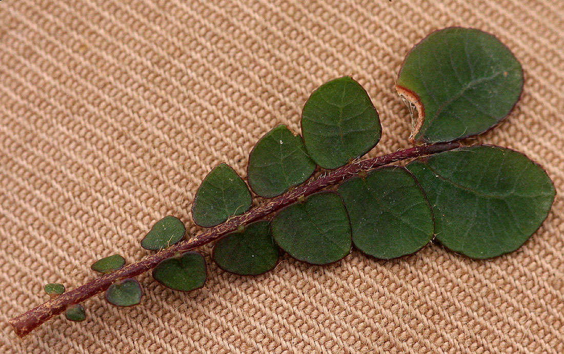 Sivun Biophytum umbraculum Welw. kuva