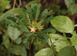 Sivun Biophytum umbraculum Welw. kuva