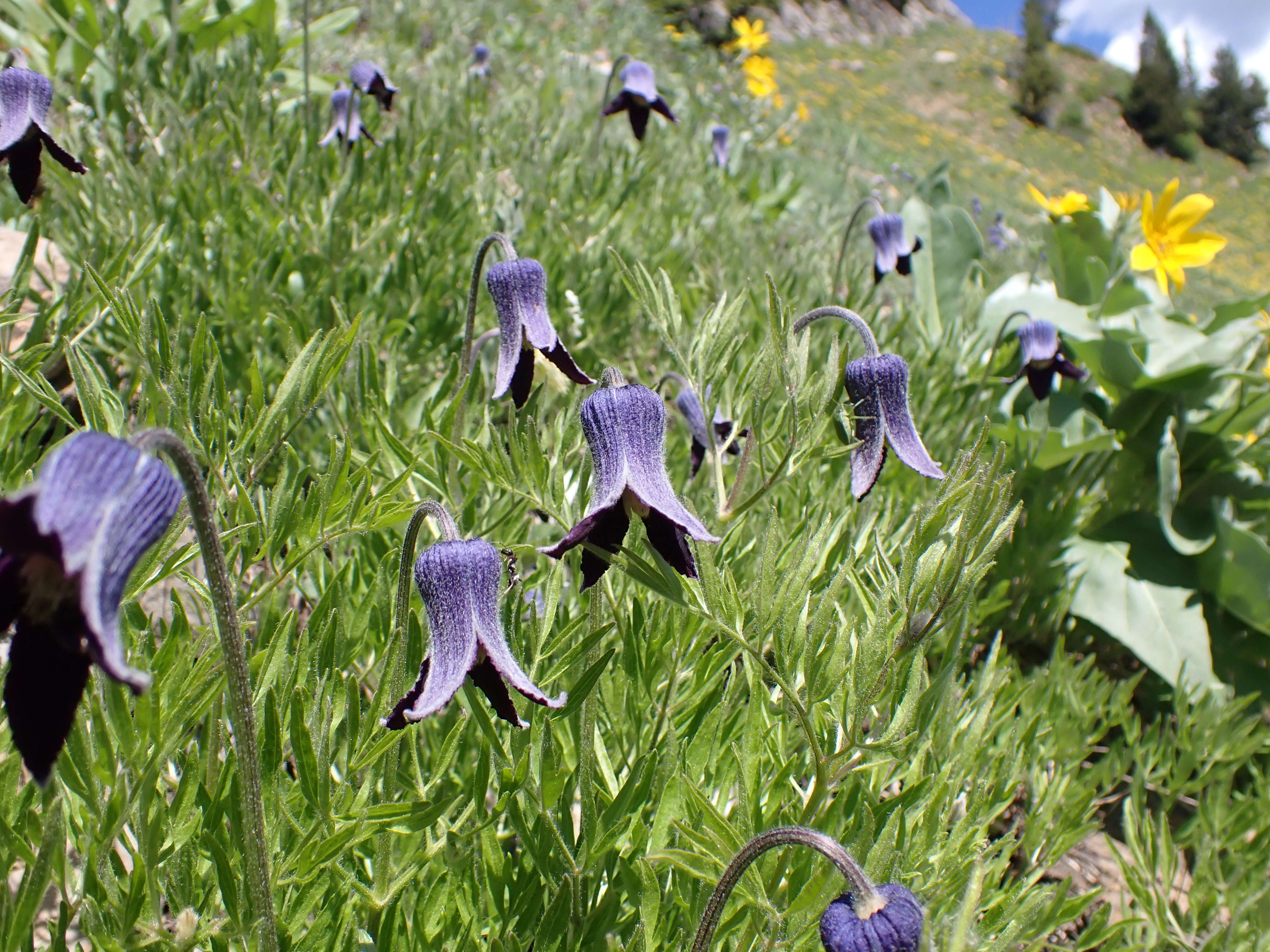 Image of hairy clematis