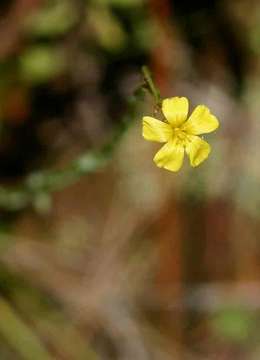 صورة Linum thunbergii Eckl. & Zeyh.