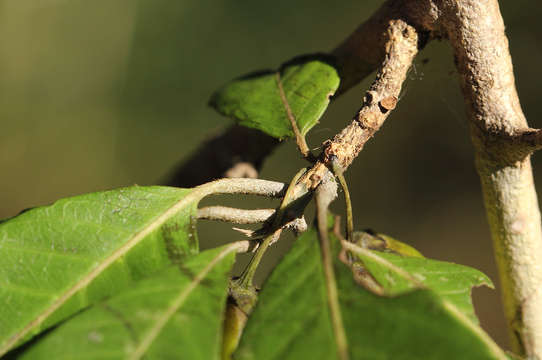 Image of Hugonia