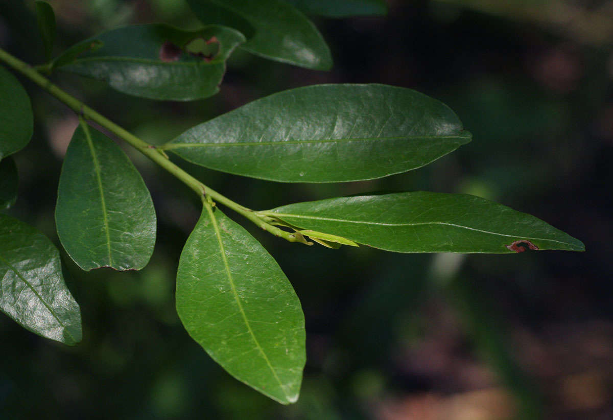 Image of coca family