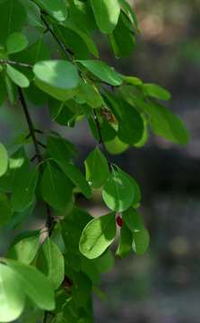 Erythroxylum zambesiacum N. Robson的圖片