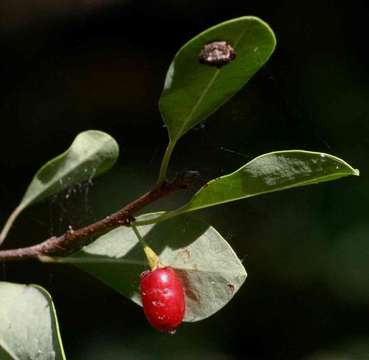 Image of Zambezi coca tree