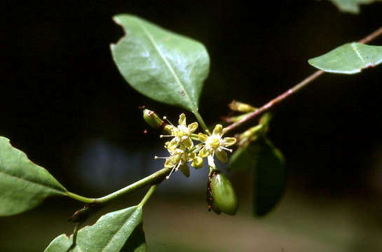 Erythroxylum zambesiacum N. Robson的圖片