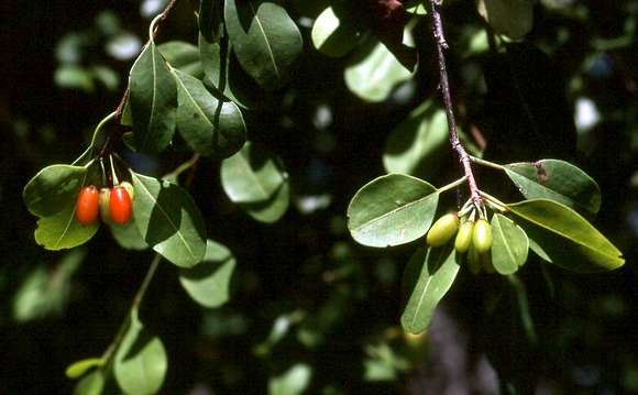 Erythroxylum zambesiacum N. Robson的圖片