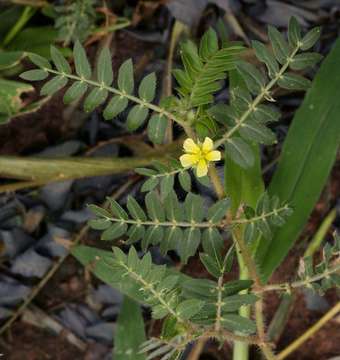 Image de Tribulus