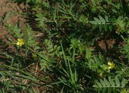 Image of puncture vine