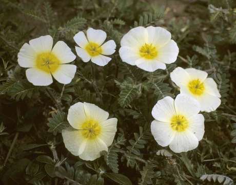 Image of Kalahari devil's thorn