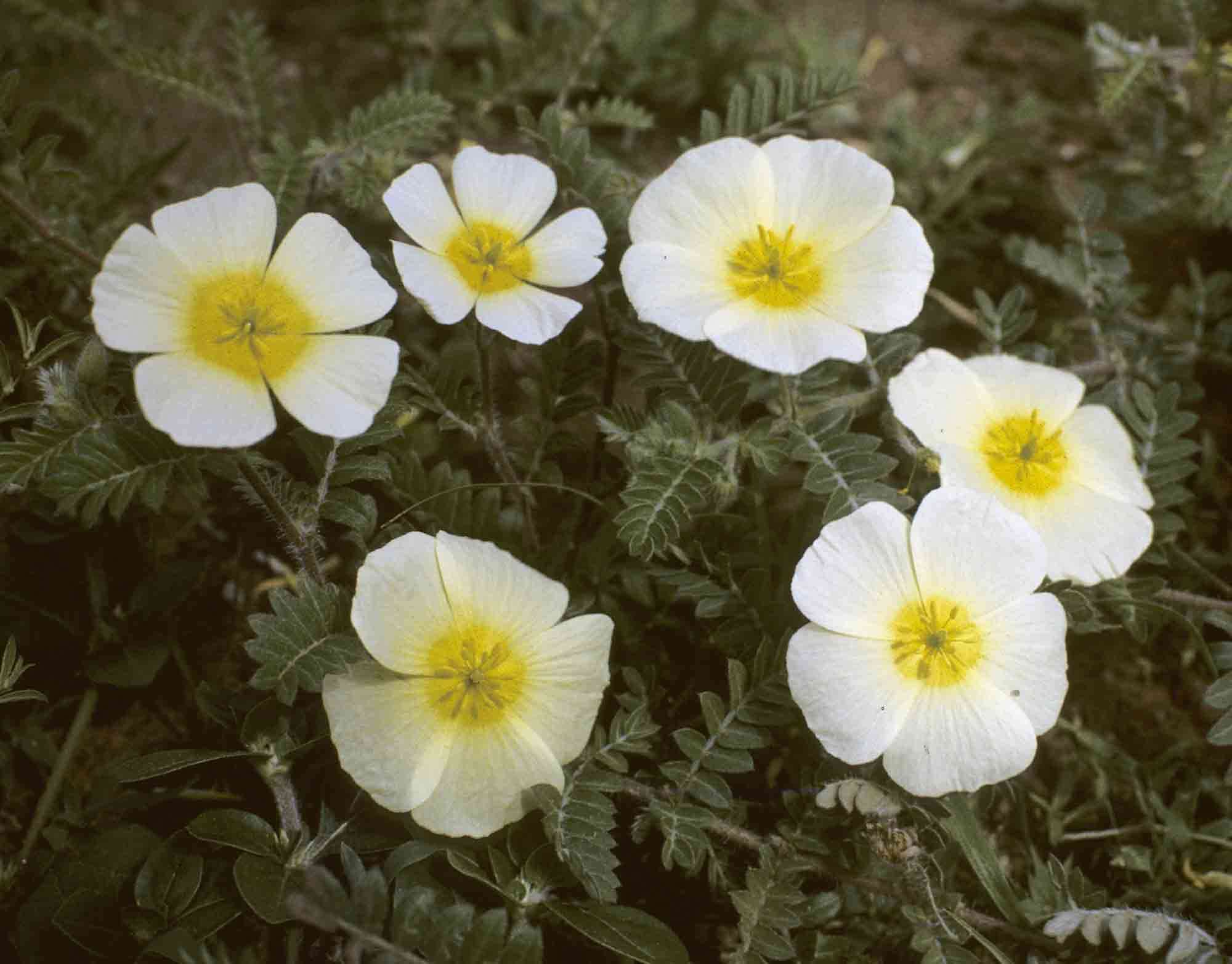 Image of Kalahari devil's thorn