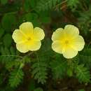 Image of Large-flowered devil-thorns,