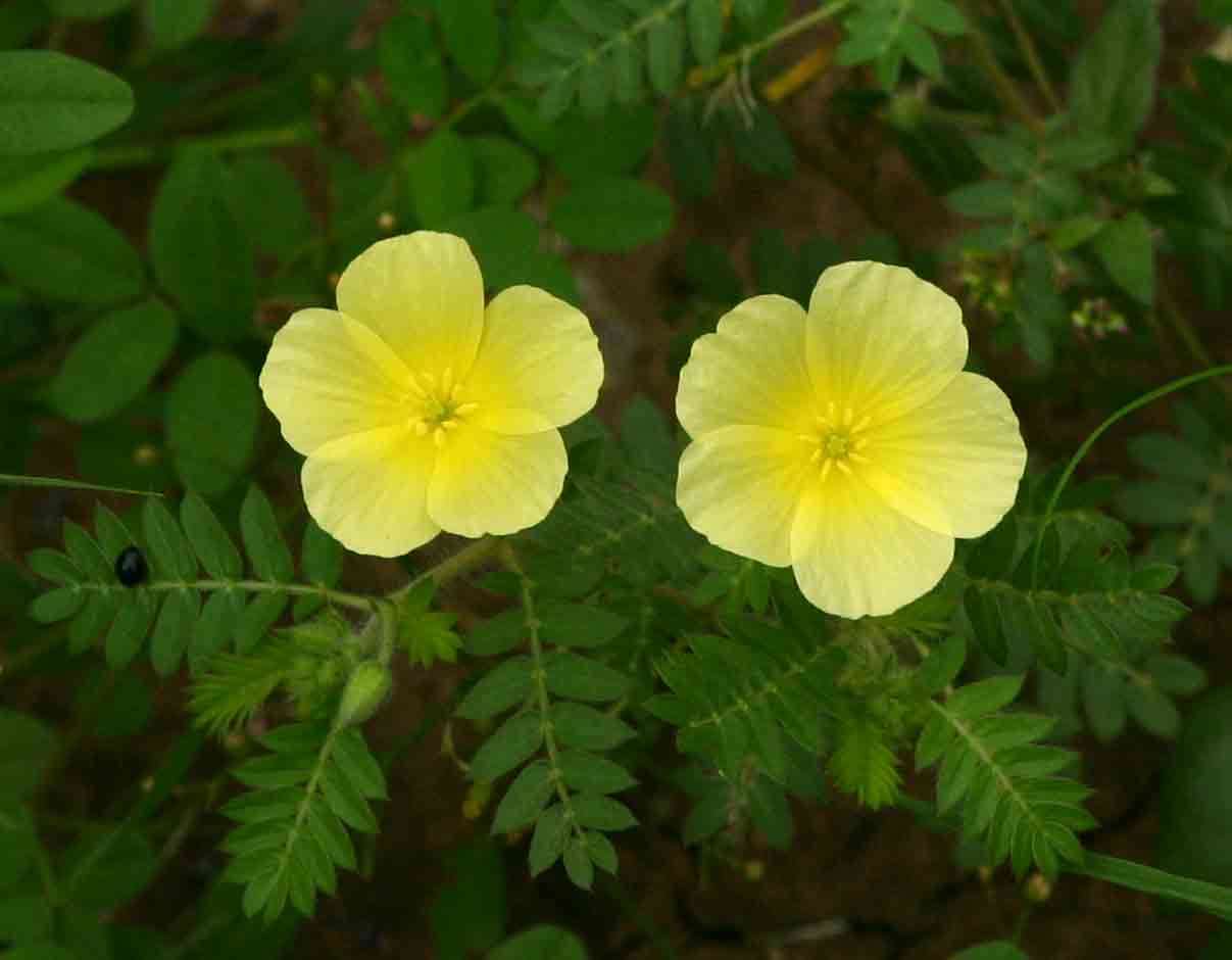 Image of Kalahari devil's thorn