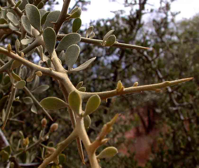 Plancia ëd Balanites pedicellaris Mildbraed & Schlechter