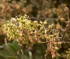 Image of Balanites pedicellaris Mildbraed & Schlechter