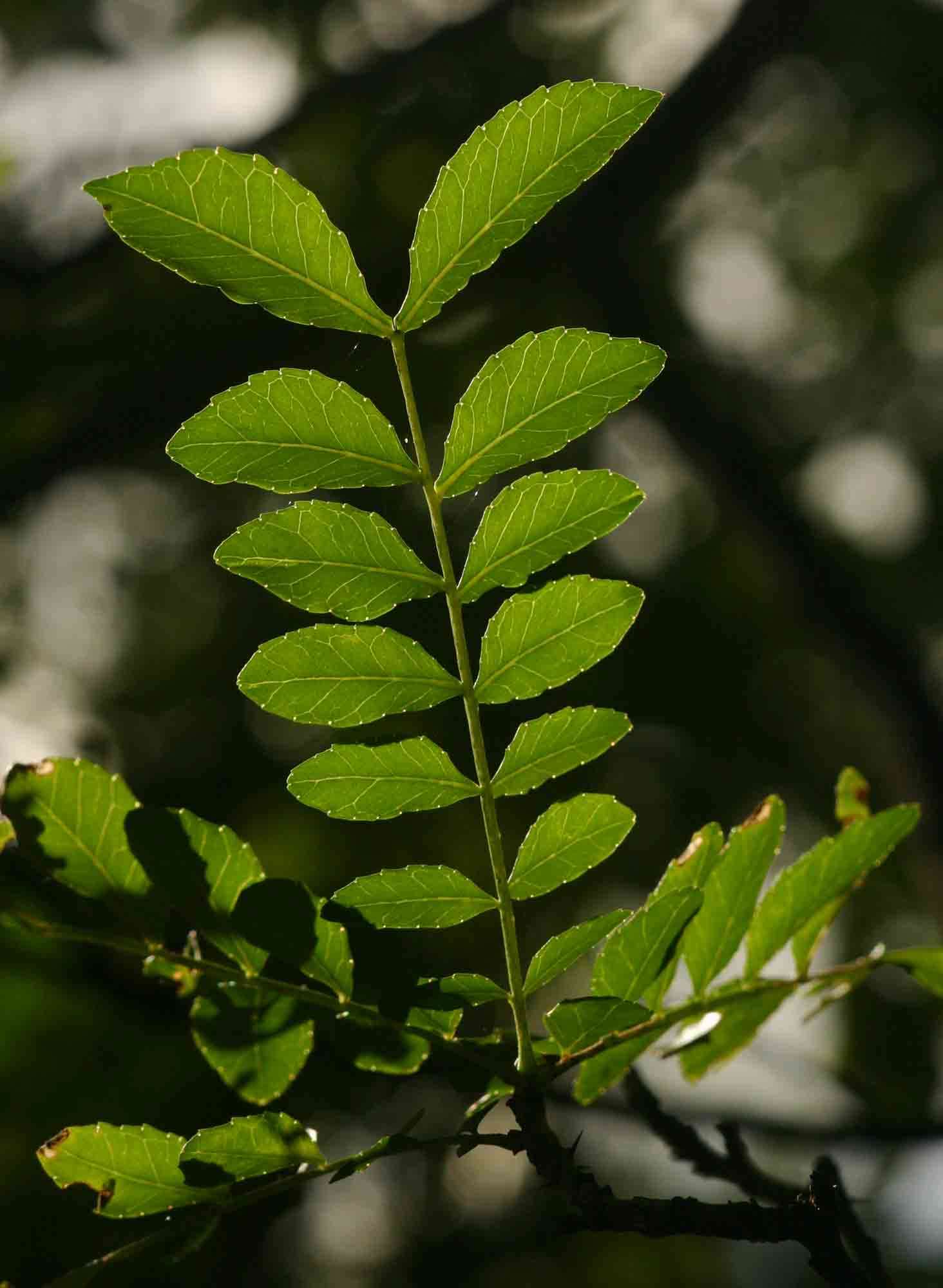 Zanthoxylum capense (Thunb.) Harv. resmi