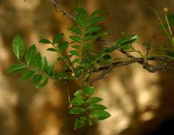 Image de Zanthoxylum capense (Thunb.) Harv.