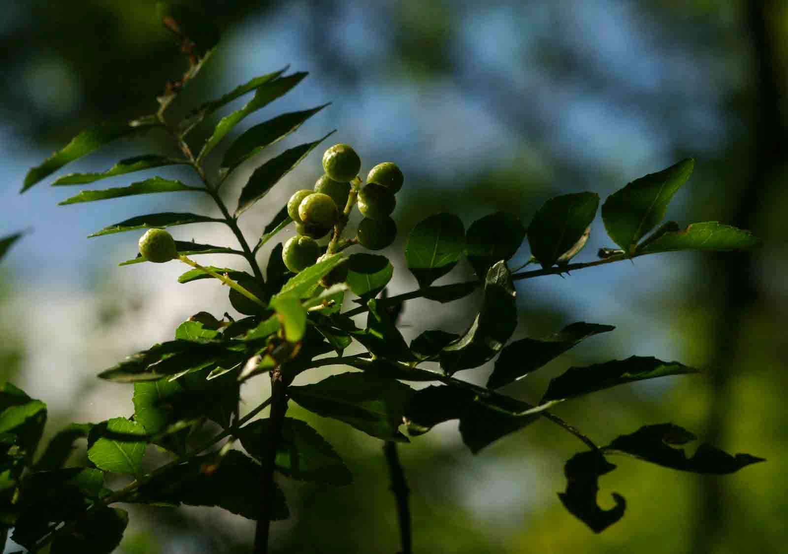 Image de Zanthoxylum capense (Thunb.) Harv.