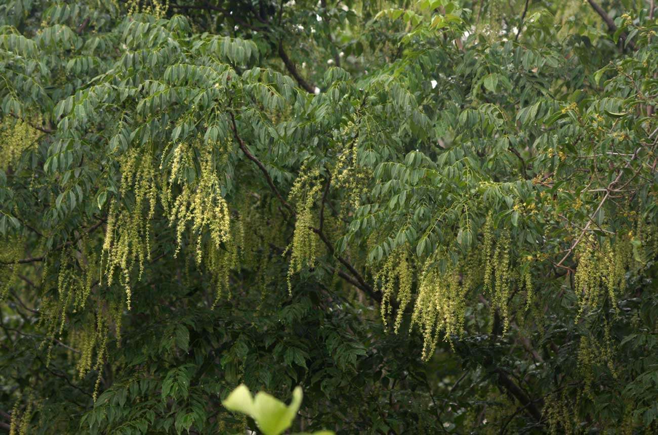 Image of Sand knobwood