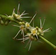 Image of Sand knobwood