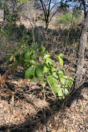 Image of Mexican apple