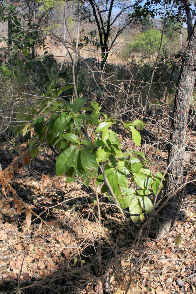 Image of Mexican apple