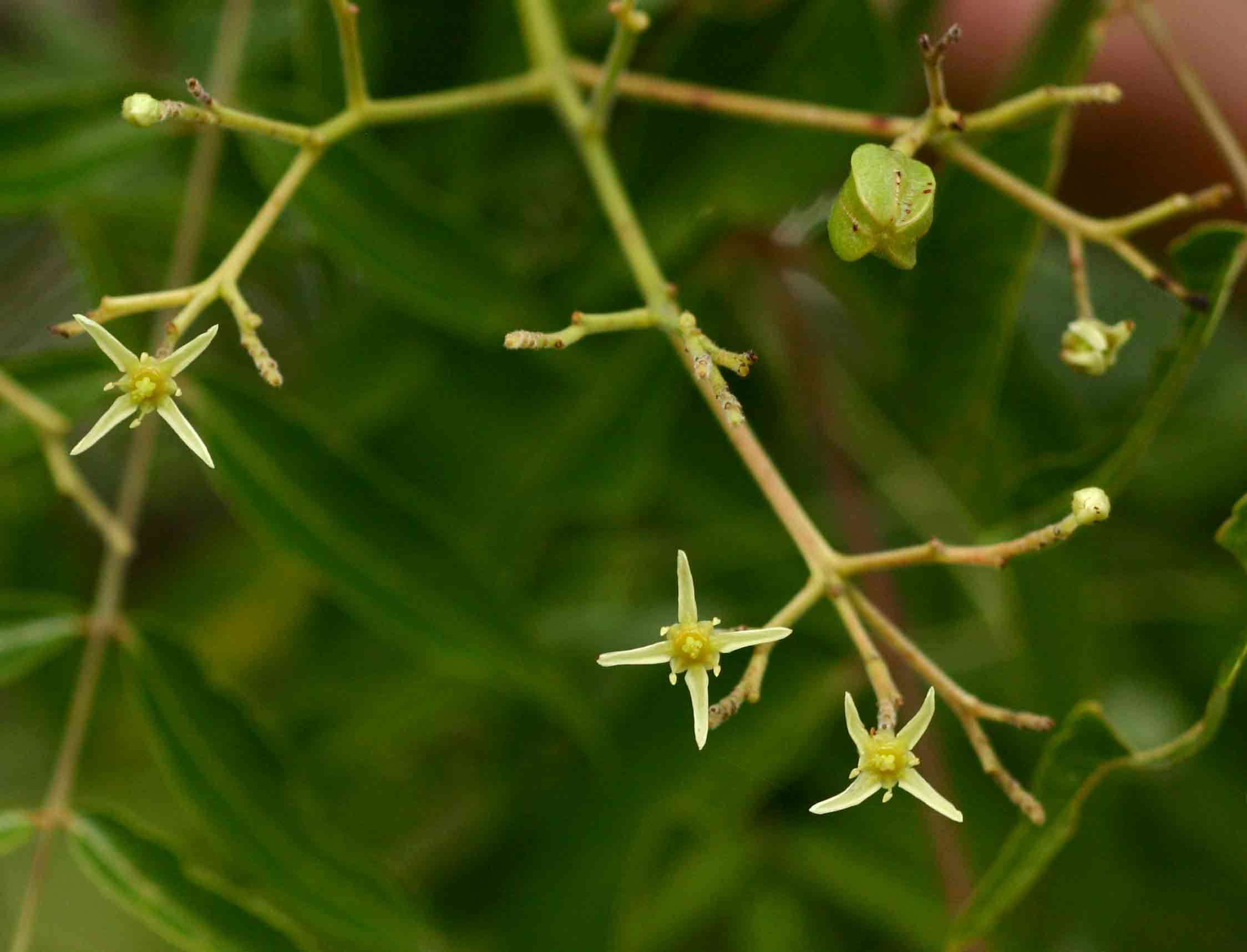 Sivun Kirkiaceae kuva