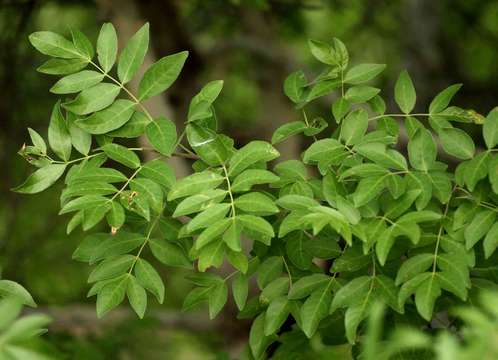 Image of Blue-bark commiphora