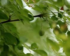 Image of Blue-bark commiphora