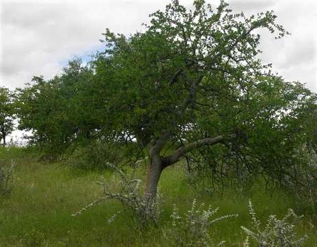 Plancia ëd Commiphora