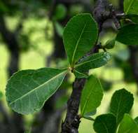 Plancia ëd Commiphora