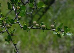 Plancia ëd Commiphora