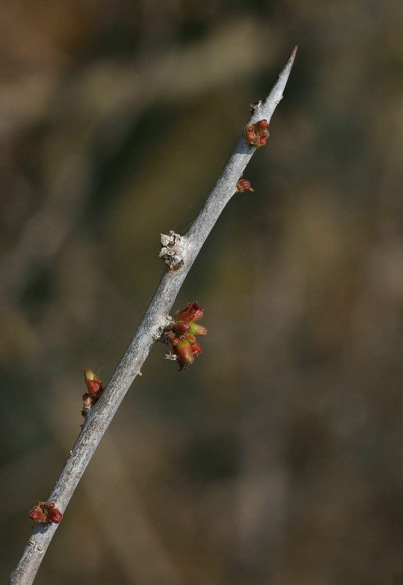 Plancia ëd Commiphora