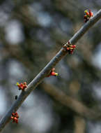 Plancia ëd Commiphora