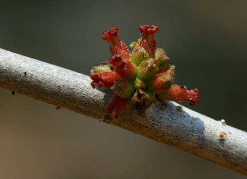 Imagem de Commiphora