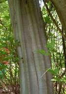 Image of Angular-stem corkwood