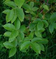Image of Angular-stem corkwood