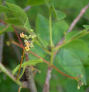 Image of Angular-stem corkwood