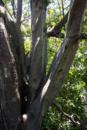 Image of Angular-stem corkwood