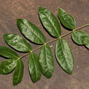 Plancia ëd Commiphora karibensis Wild