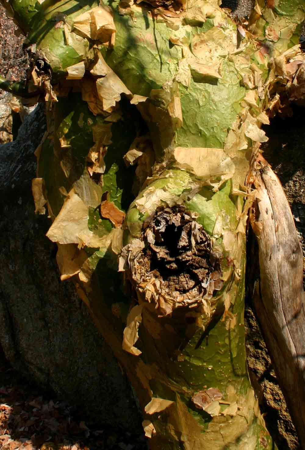 Sivun Commiphora marlothii Engl. kuva